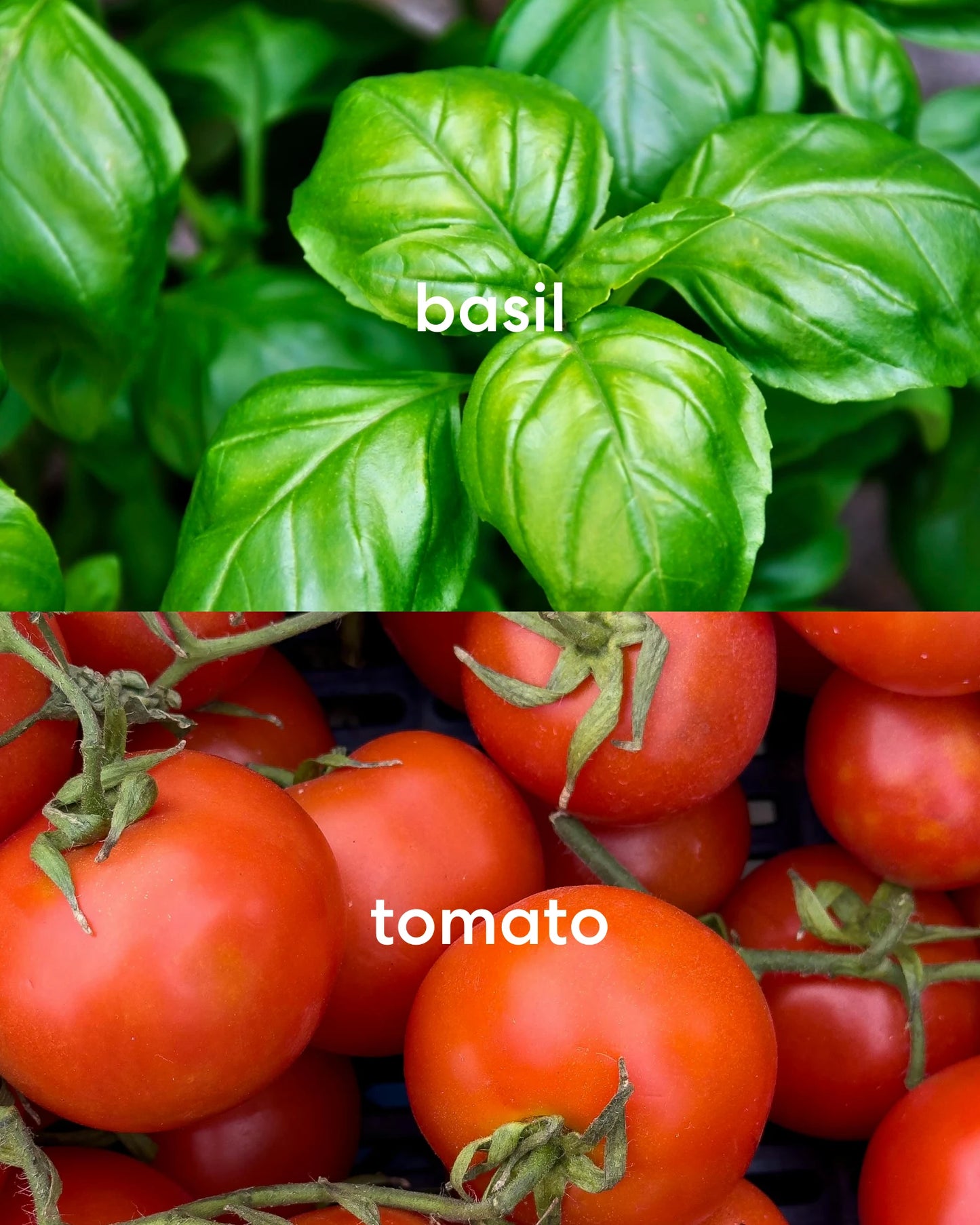 Sweet, earthy basil and bright, fresh tomato scents.