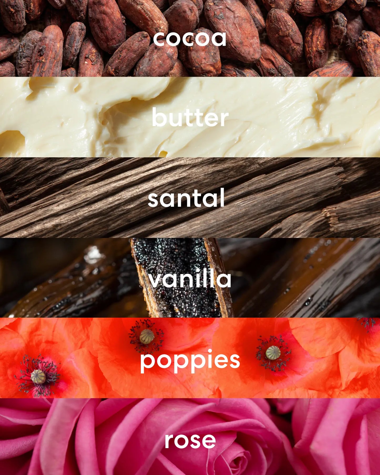 Sweet cocoa and butter, rich santal and vanilla, with floral poppies and rose scent notes.