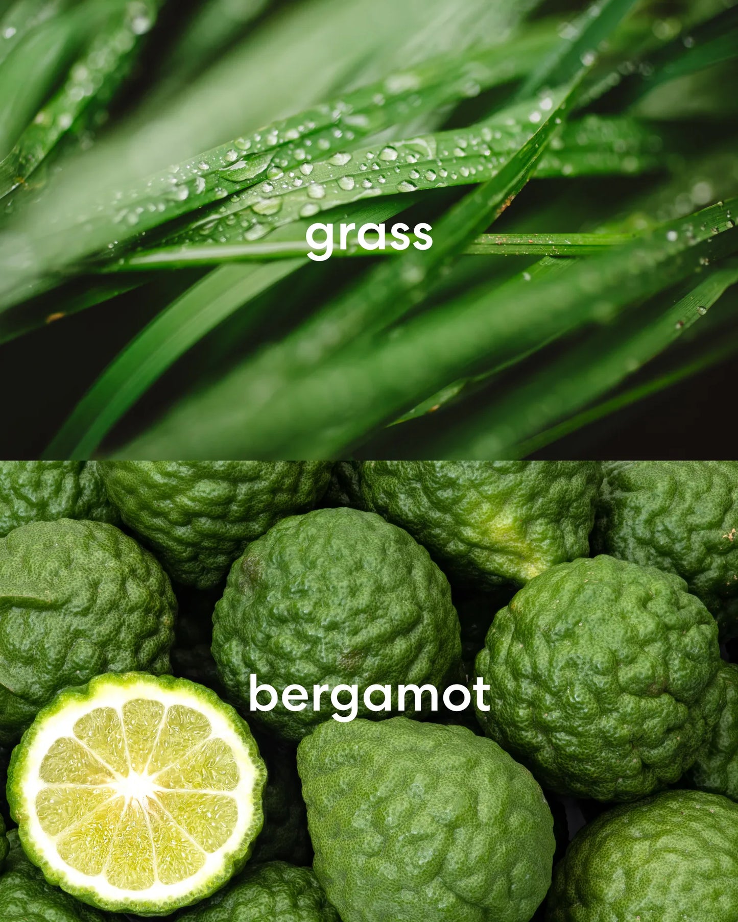 Fresh, earthy grass and bright, citrusy bergamot scents.