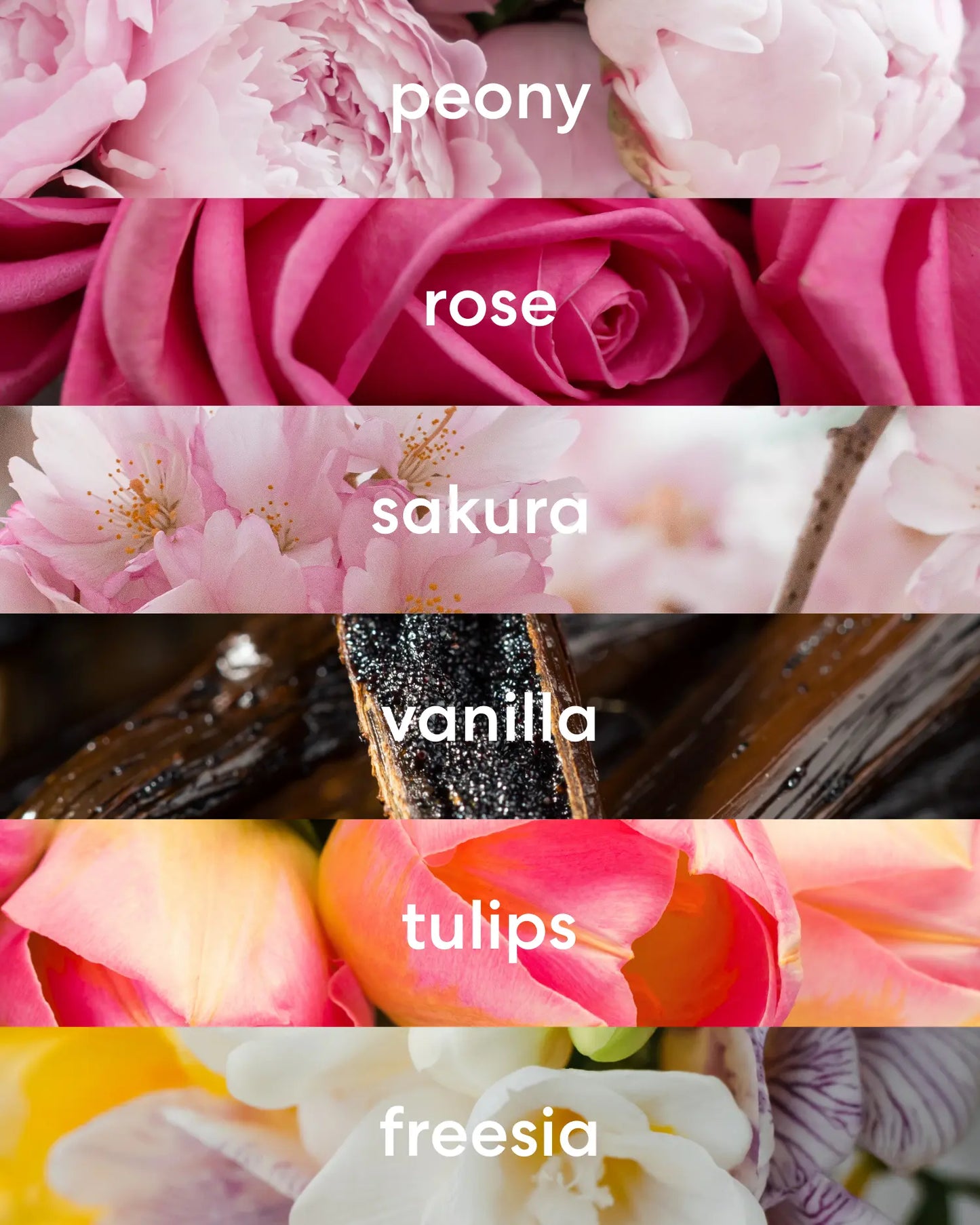 Floral peony, rose, sakura, tulips, and freesia with sweet vanilla bean scent notes.