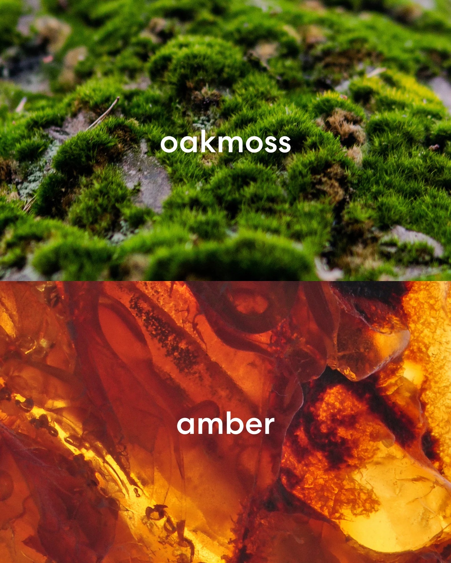 Earthy oakmoss and warm, rich amber.