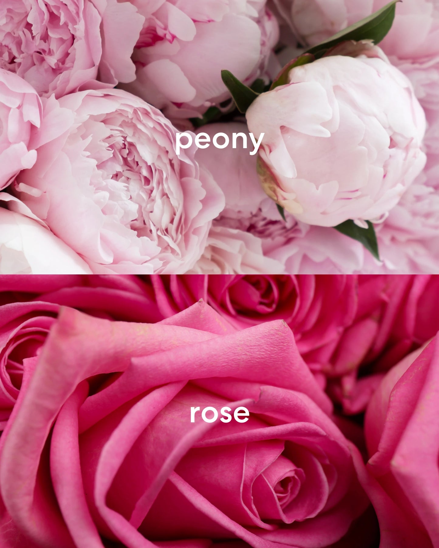 Sweet smelling pink peony and floral pink rose.