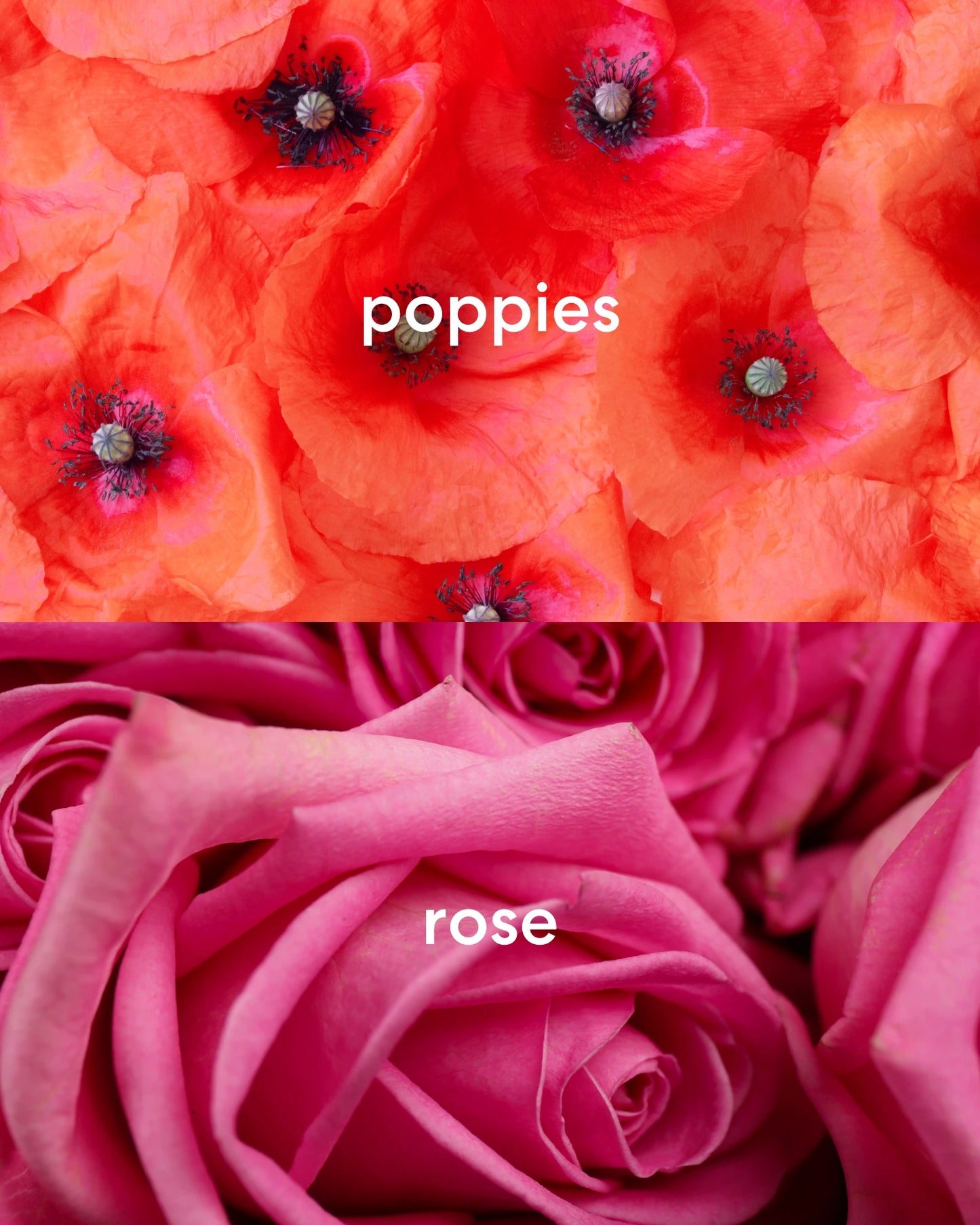 Floral scents of red poppies and pink roses.