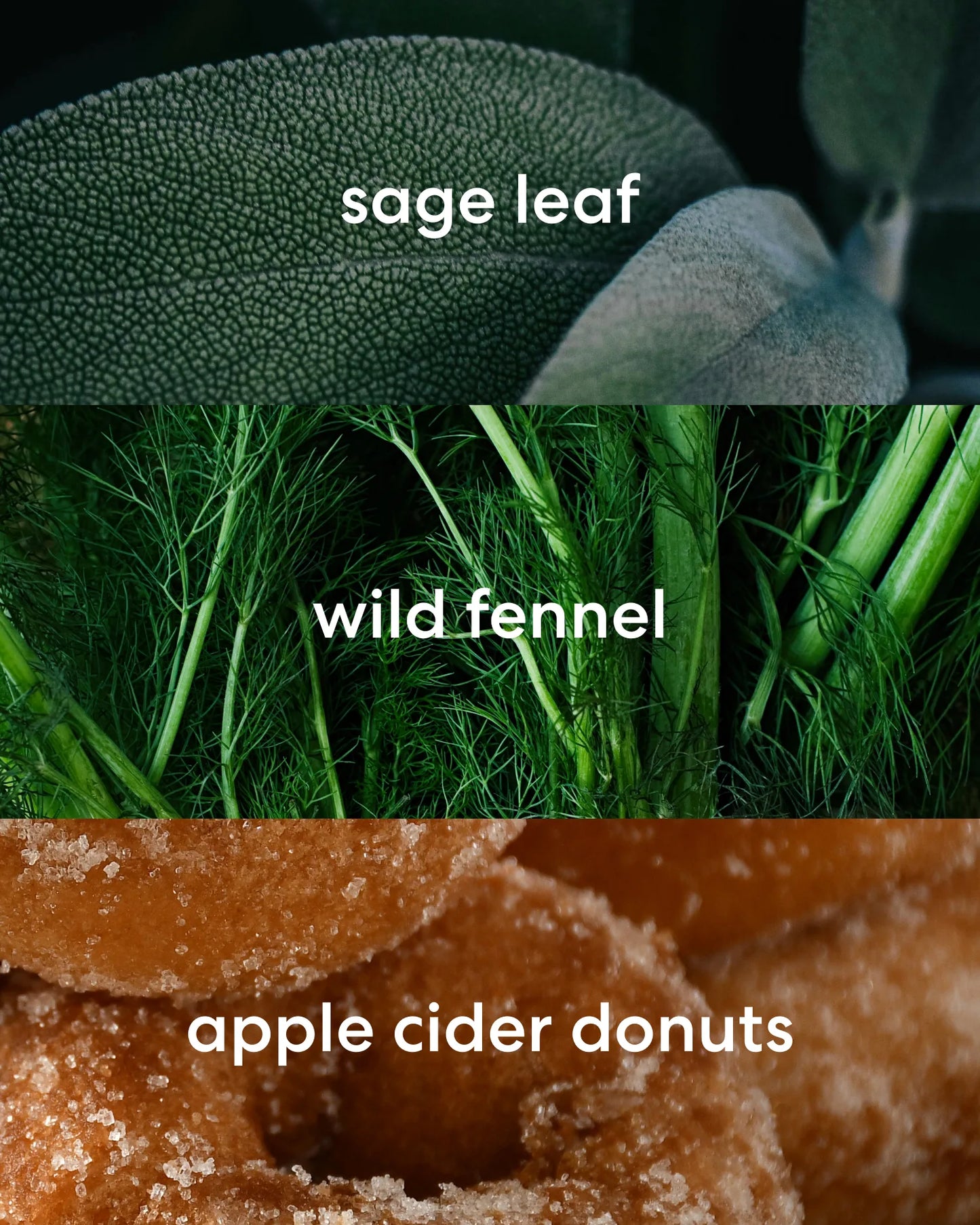 Earthy sage leaf, rich wild fennel, and sweet apple cider donut scent notes.
