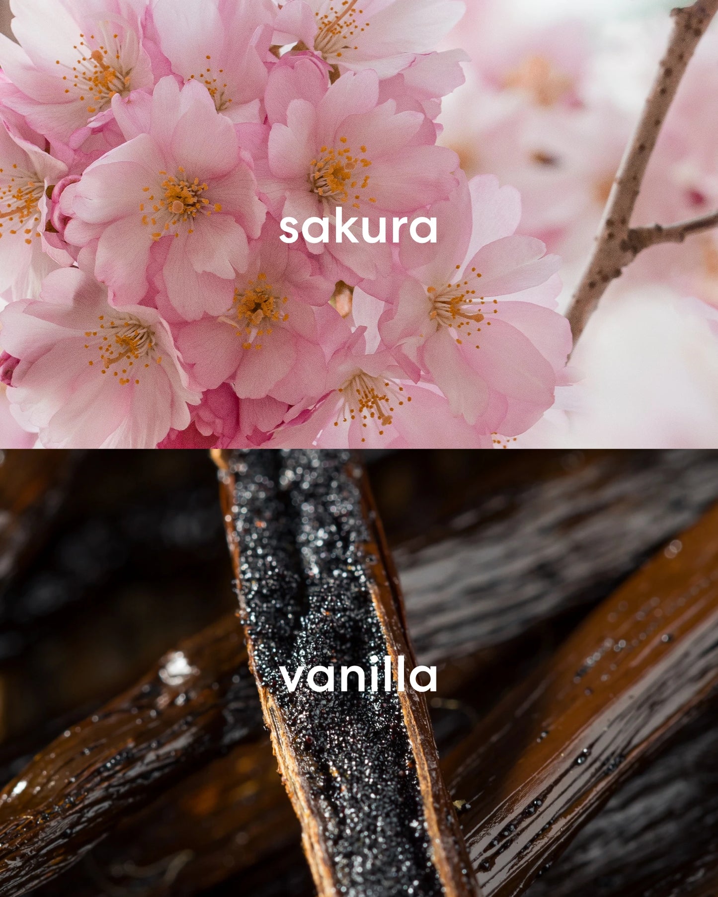 Floral smelling cherry blossoms and sweet vanilla bean.