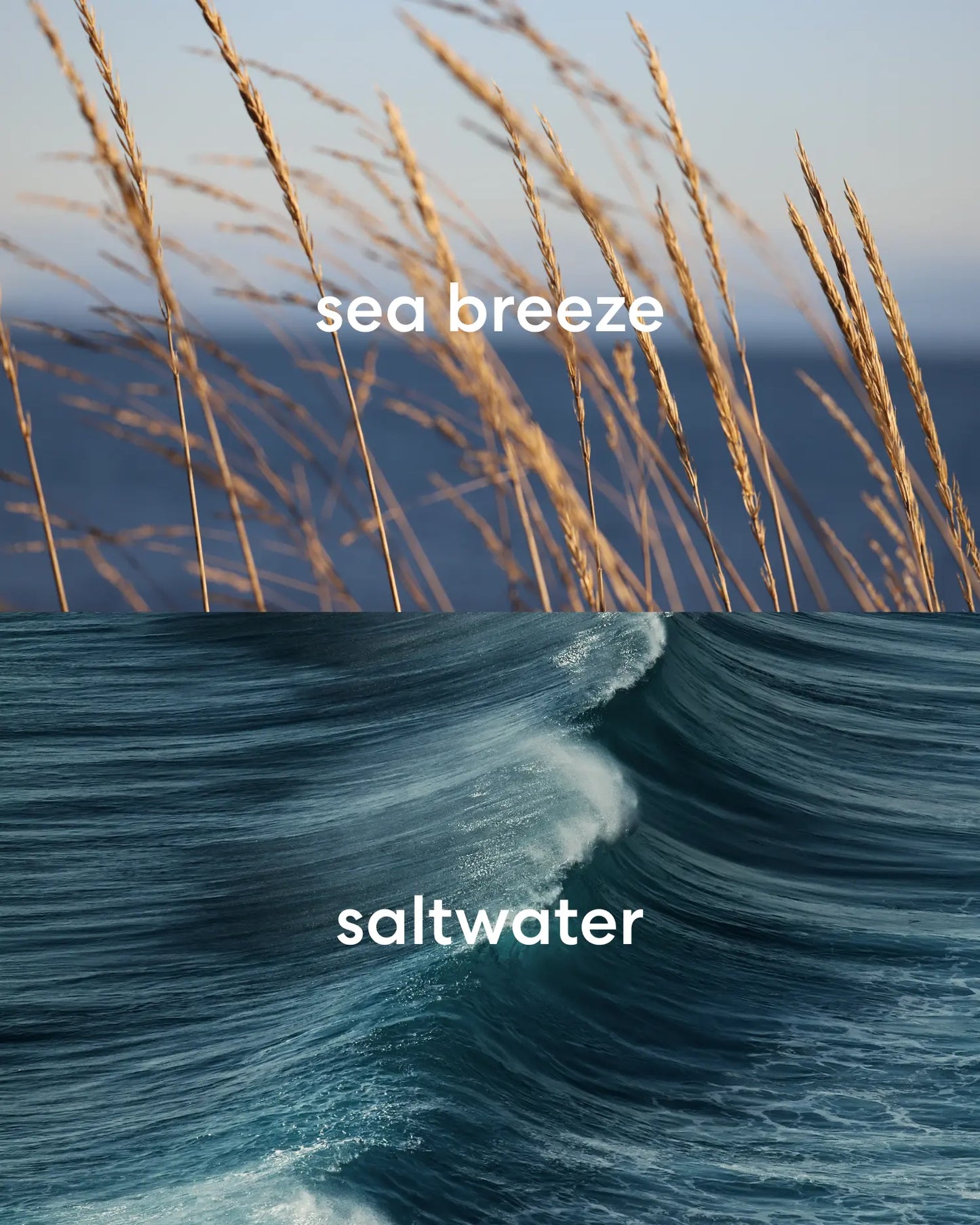 Fresh ocean sea breeze and earthy ocean saltwater.