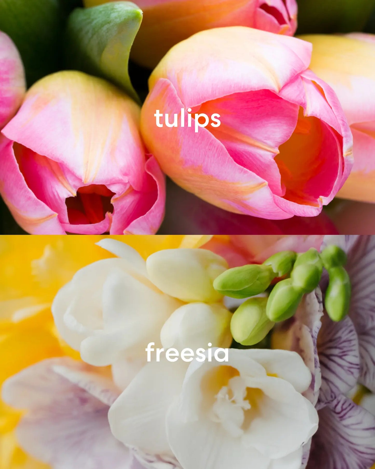 Fresh pink tulips and delicate white freesia flowers.