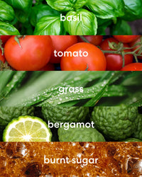 Sweet basil, fresh tomato, earthy grass, citrus-forward bergamot, and sweet burnt sugar.