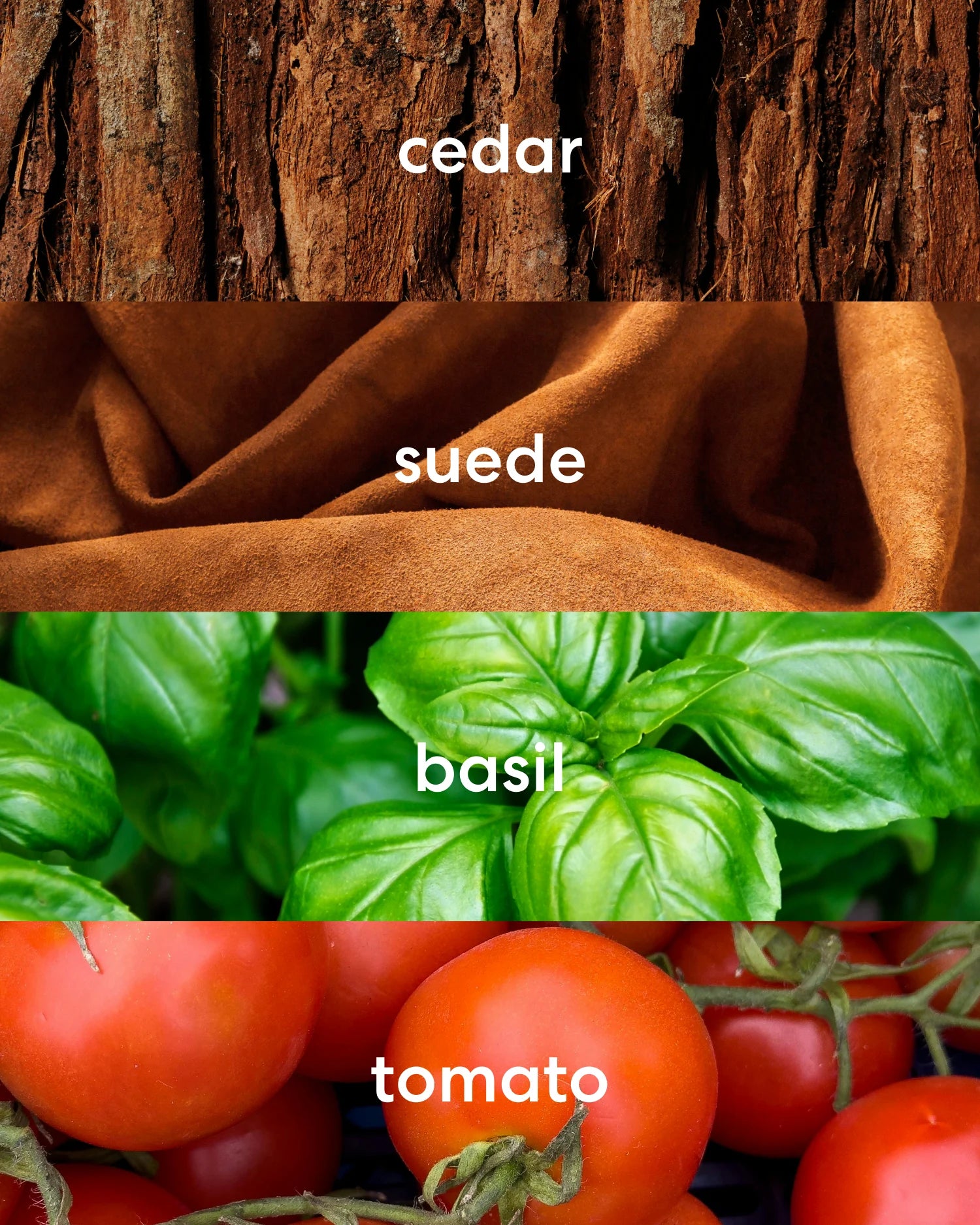 Earthy cedar, rich suede, sweet basil, and fresh tomato scent notes.