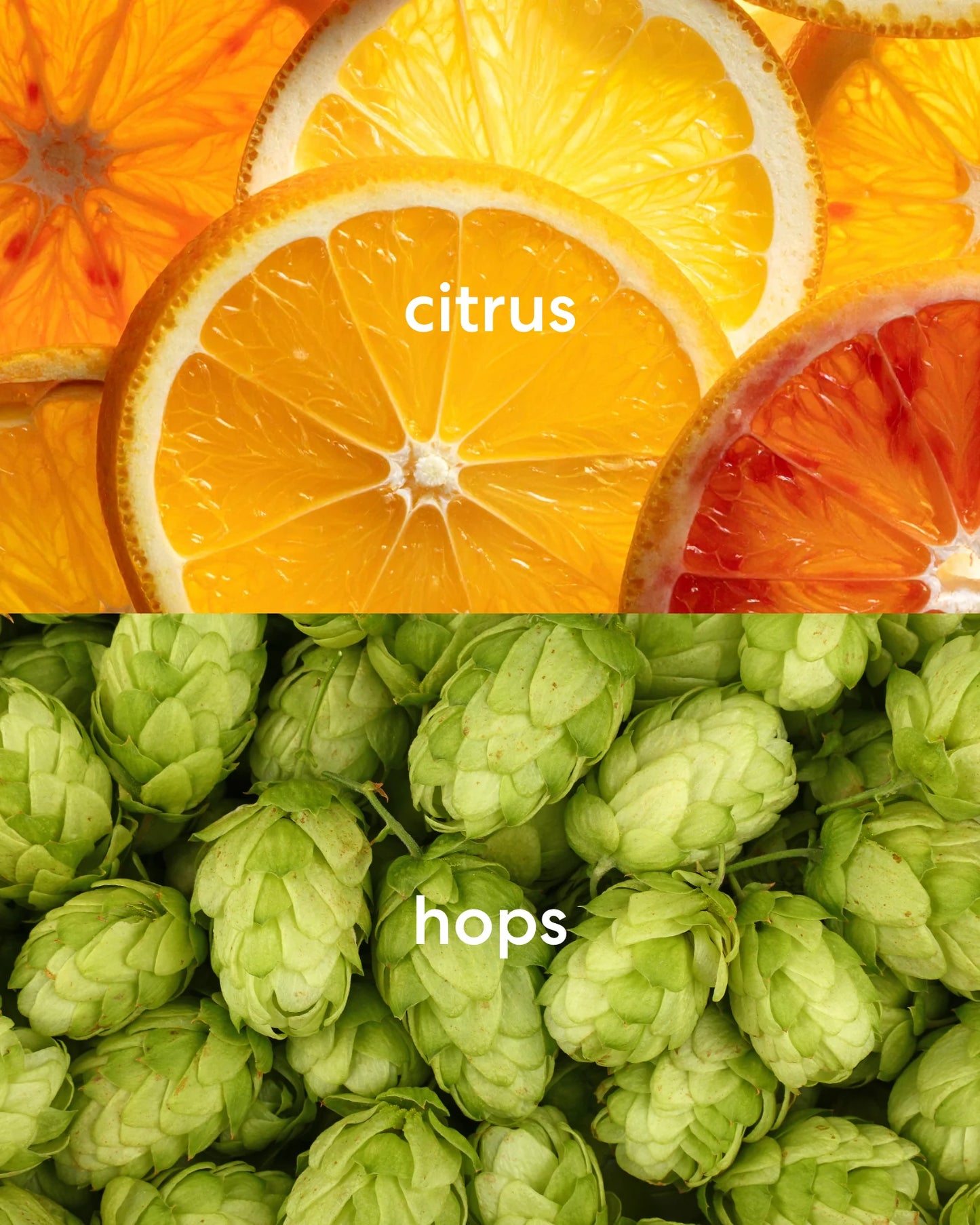 Bright, zesty citrus and earthy, bitter hop scents.