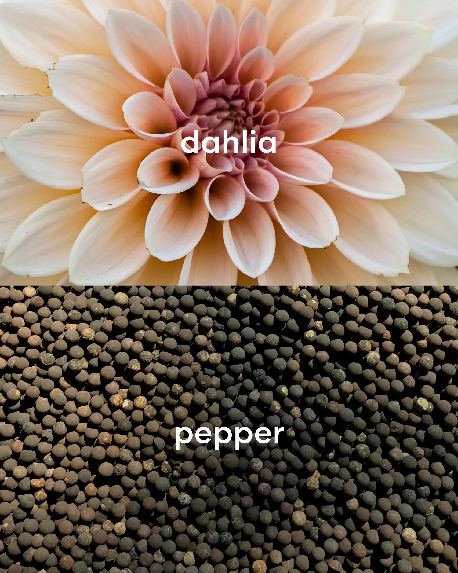 Floral dahlia flower and subtly spicy pepper scents.