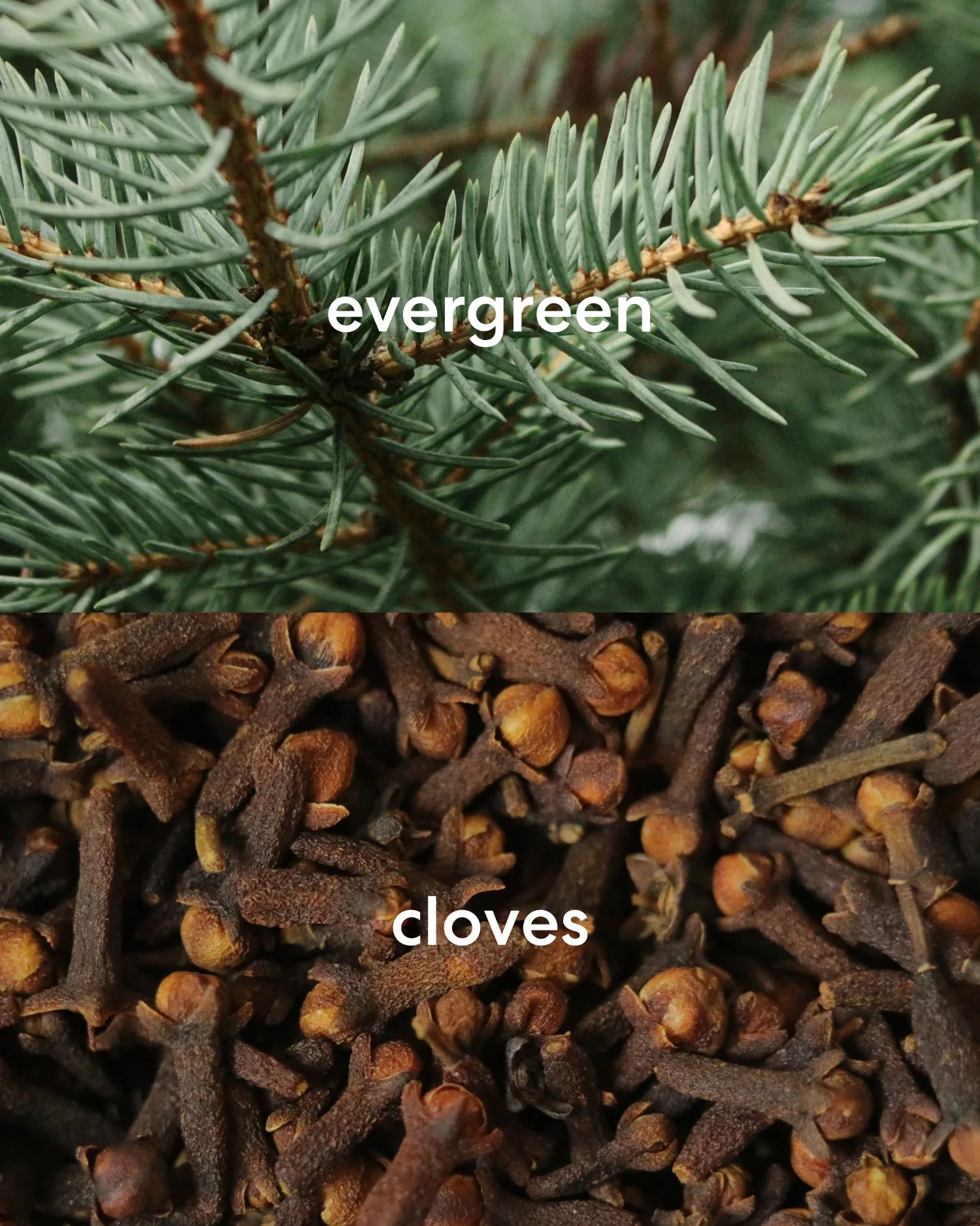 Fresh evergreen tree and spiced, earthy clove scent.