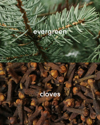 Fresh evergreen tree and spiced, earthy clove scent.