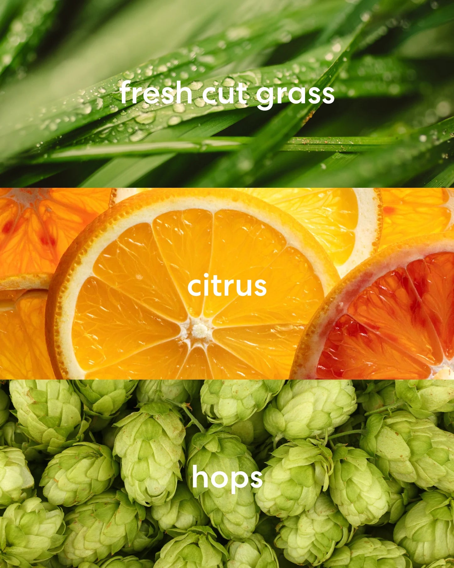 Fresh cut grass, zesty citrus, and earth hop scents.
