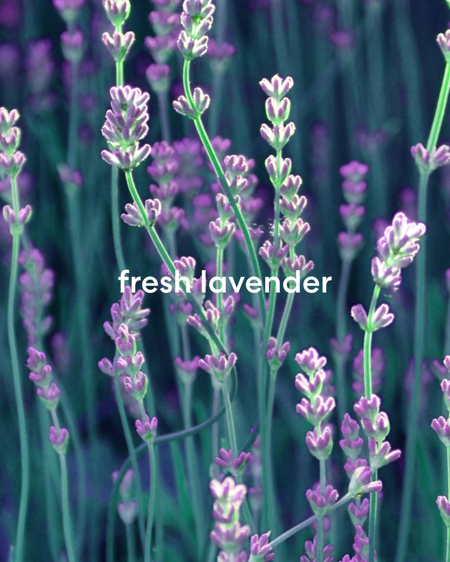 Fresh, floral lavender scents.