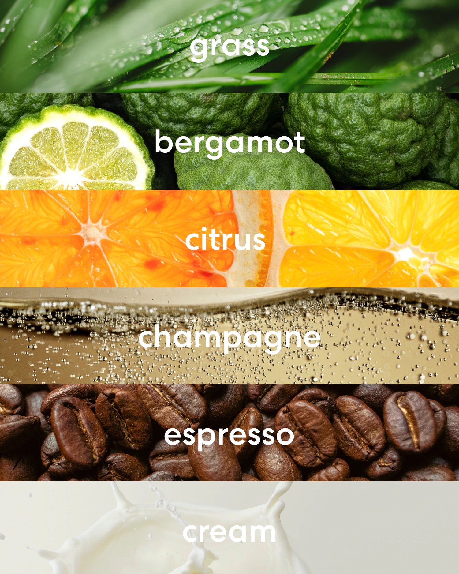 Scents note images of grass and bergamot, citrus and champagne, and espresso and cream.