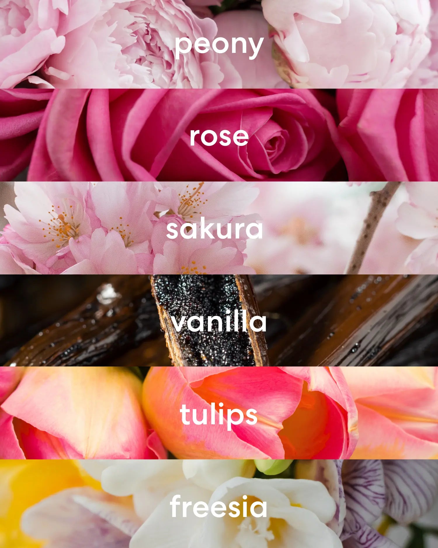 Floral peony, rose, sakura, tulips, and freesia with sweet vanilla bean scent notes.