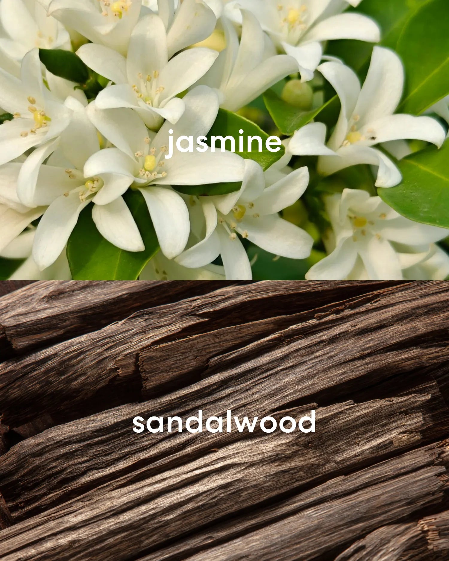 Floral white jasmine and rich, earthy sandalwood scents.