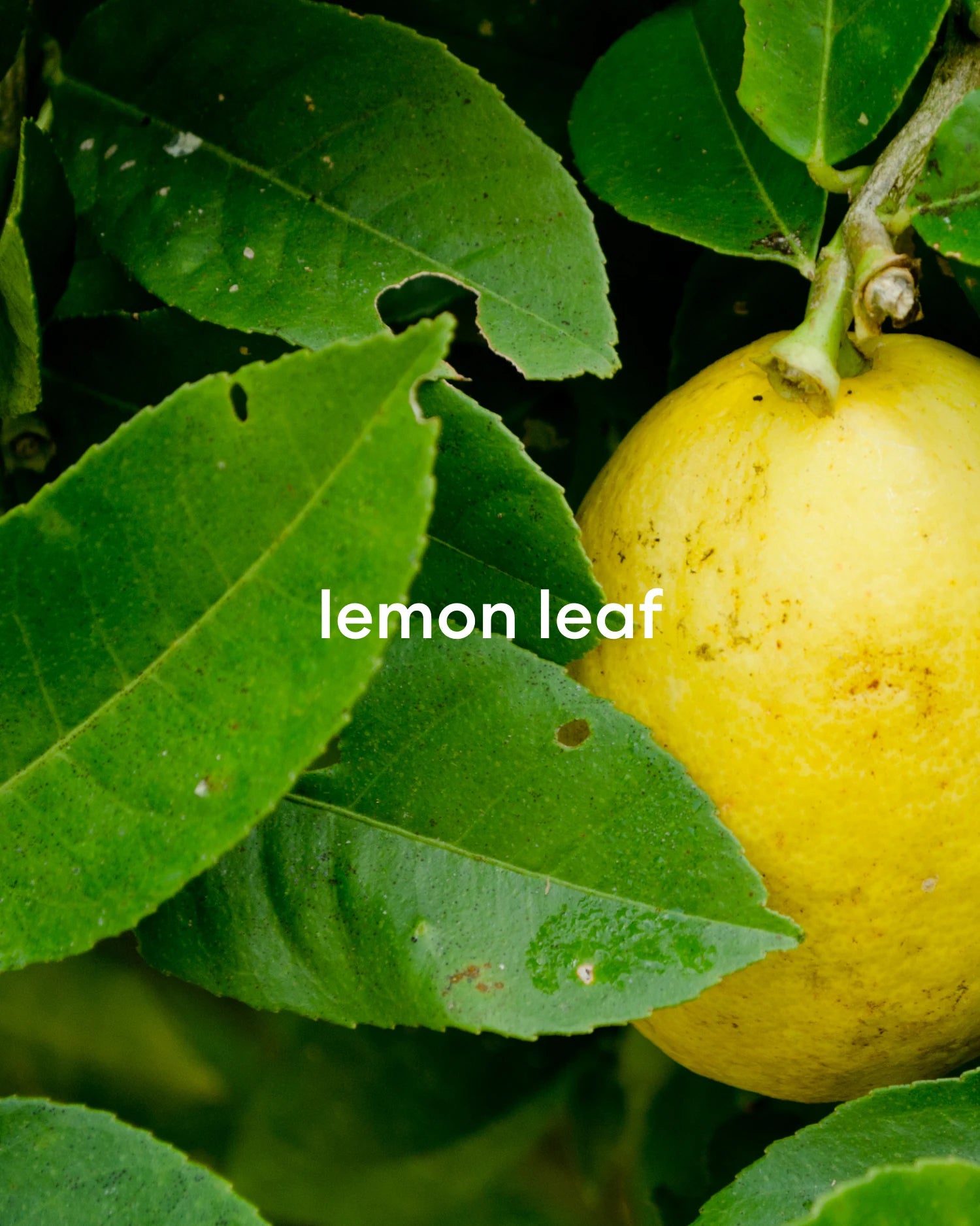 Earthy, fresh, and citrusy lemon leaf.