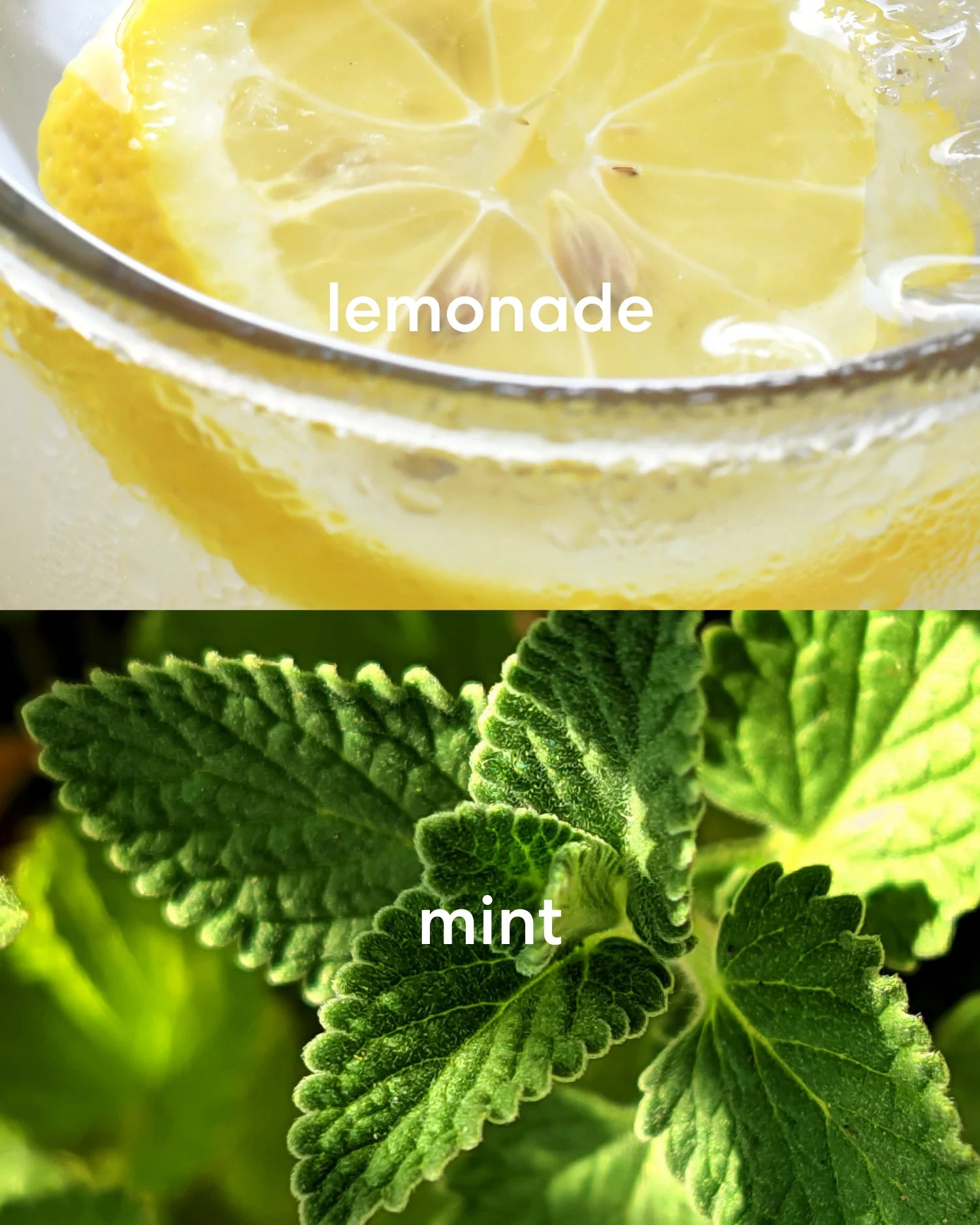 Bright and citrusy smelling lemonade with fresh, crisp mint.