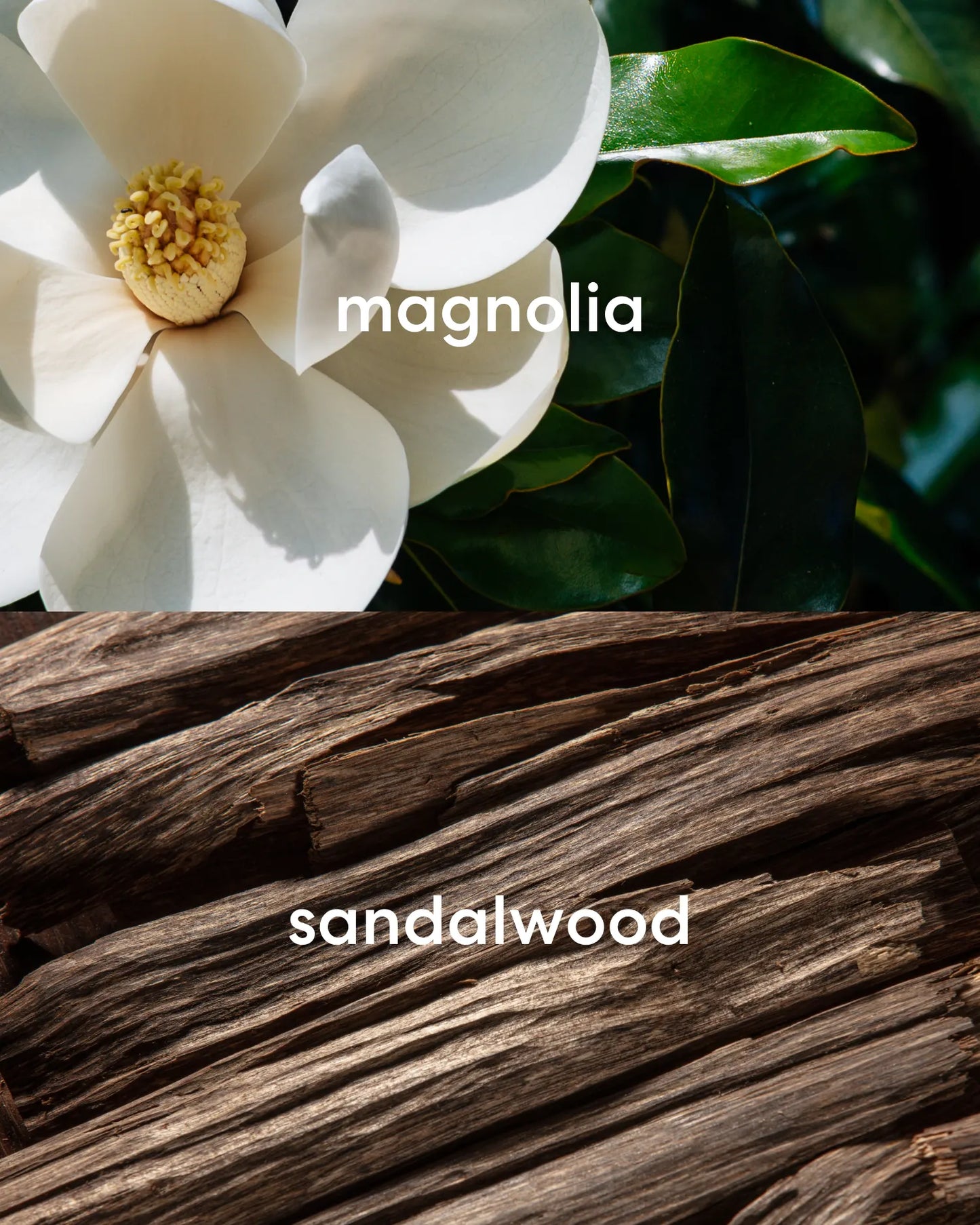 Floral scented magnolia flower and earthy, rich sandalwood.