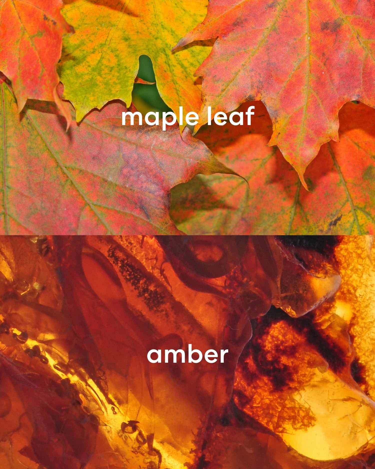 Earthy maple leaf and sweet, rich amber scents.