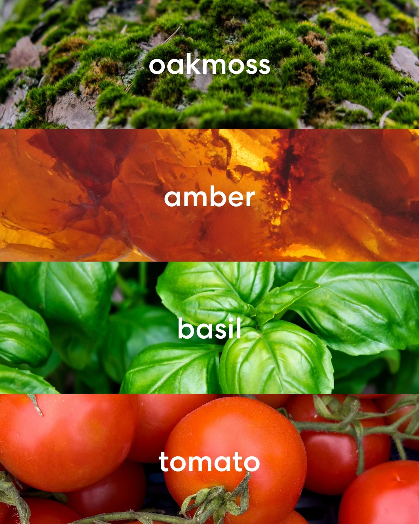 Earthy oakmoss, rich amber, sweet basil, and juicy, fresh tomato scent notes.