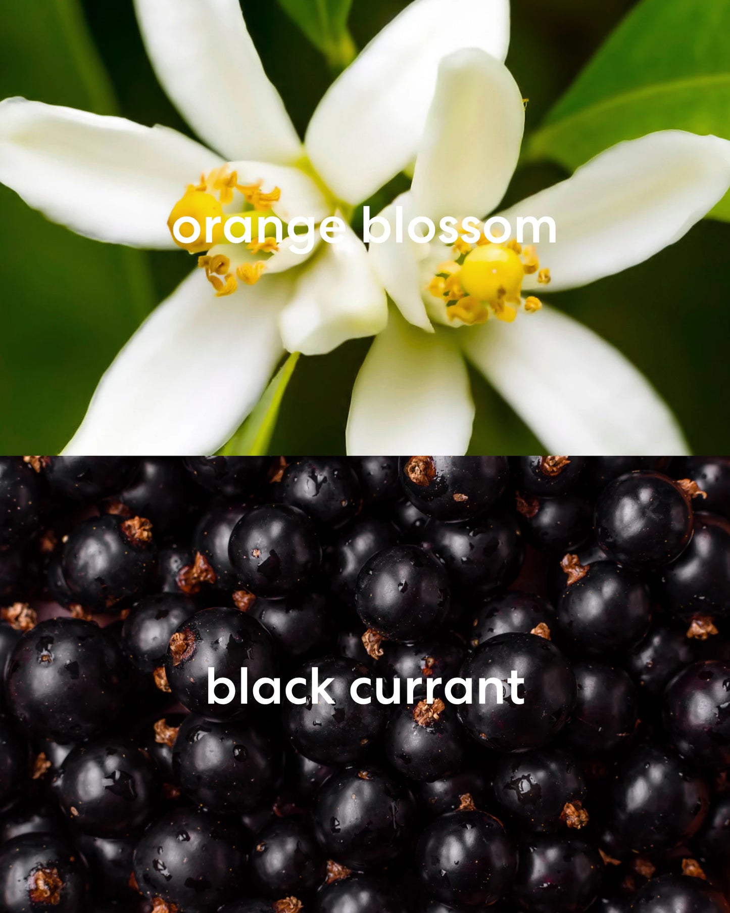 Orange blossom flower and black currants with labels showing scent notes of candle.