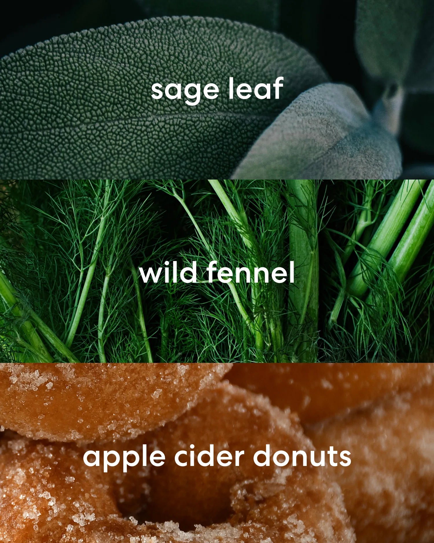 Earthy sage leaf, rich wild fennel, and sweet apple cider donut scent notes.