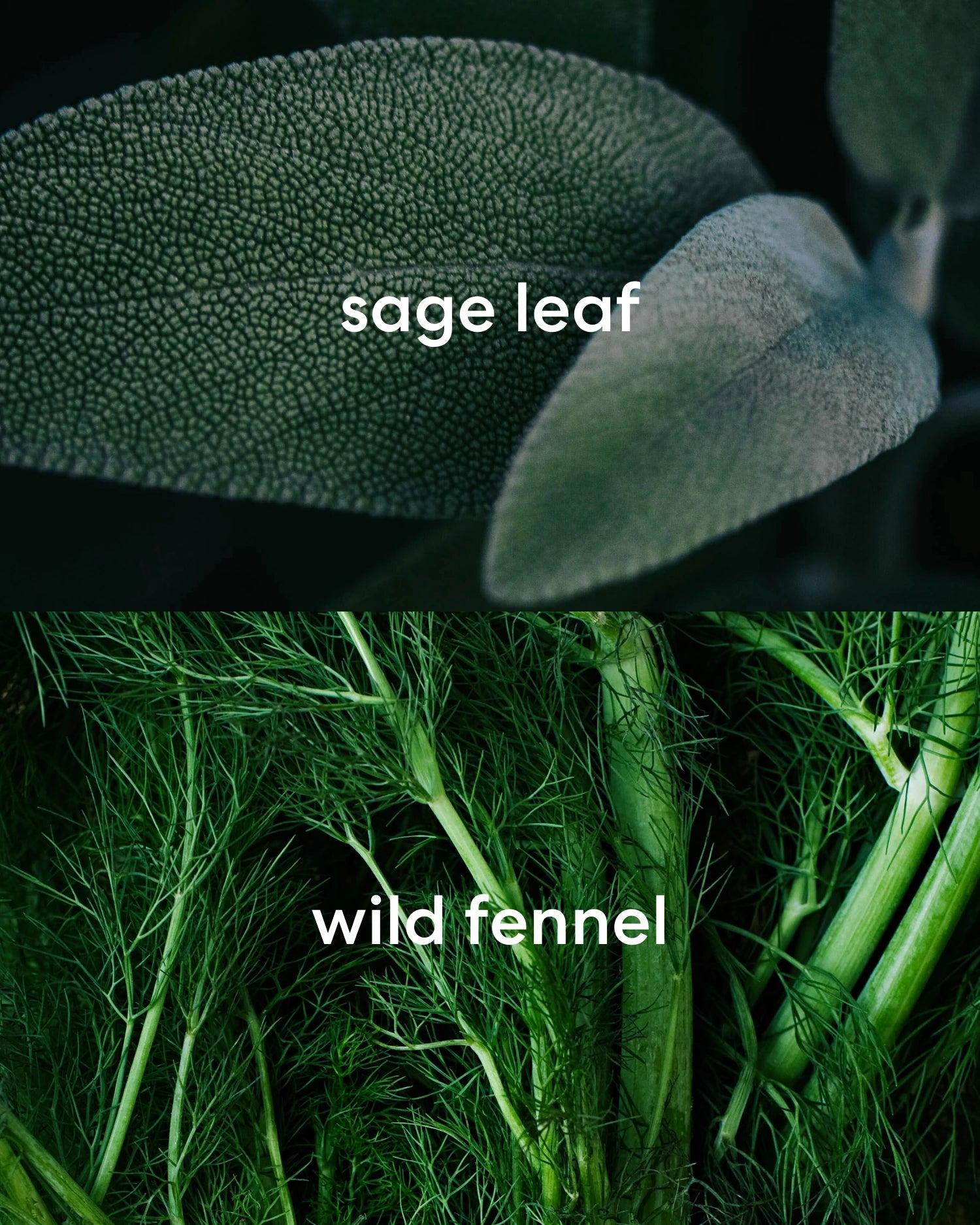 Earthy smelling sage leaf with spiced wild fennel.
