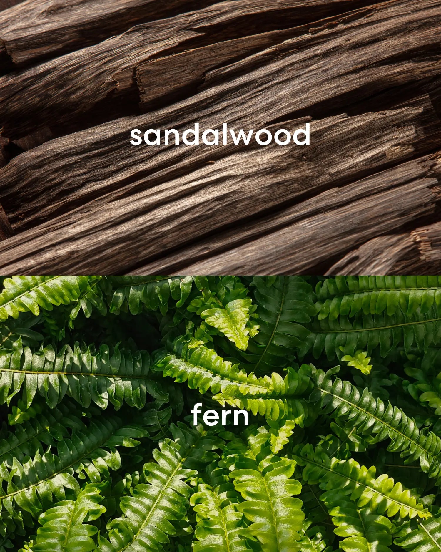 Scent notes are sandalwood and fern.