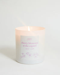 Cherry blossoms at the capital candle.